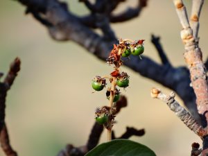 Geladinho em Goiânia: Murici, fruto do Cerrado
