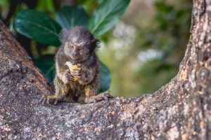 geladinho em Goiânia: macaco do Cerrado